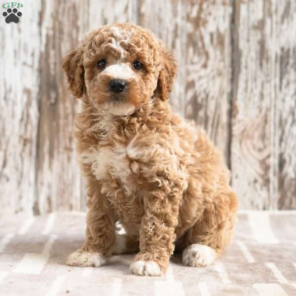 Kezia, Mini Labradoodle Puppy